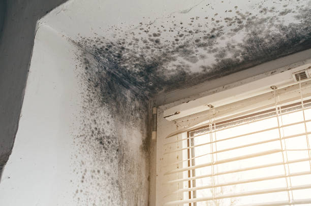 Affordable Bathroom Mold Removal solutions in Wallops Island, VA